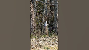 BIG Buck Working A Scrape!! #shorts