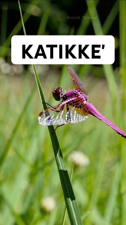 KATIKKE'