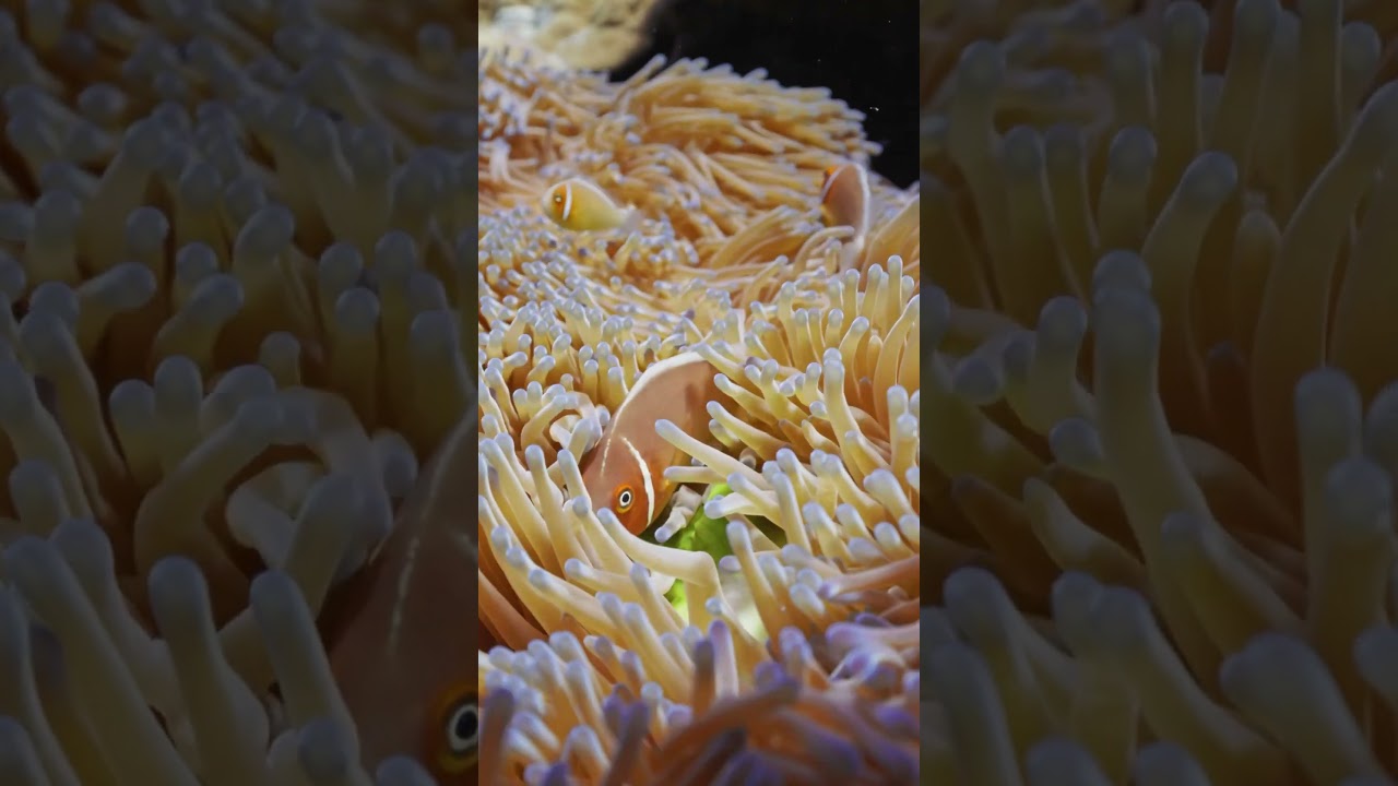 Pink Skunk Clownfish 