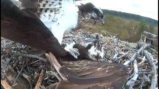 22.4.2026 - - Vaaratilanteita Tumma Renkaaton Hyökkää Virolaisen Naaraan Päälle