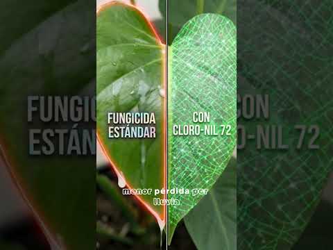 💪 CLORO-NIL 72 no se rinde