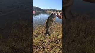 Top water bass #fishing #sandiego #bassfishing #lake