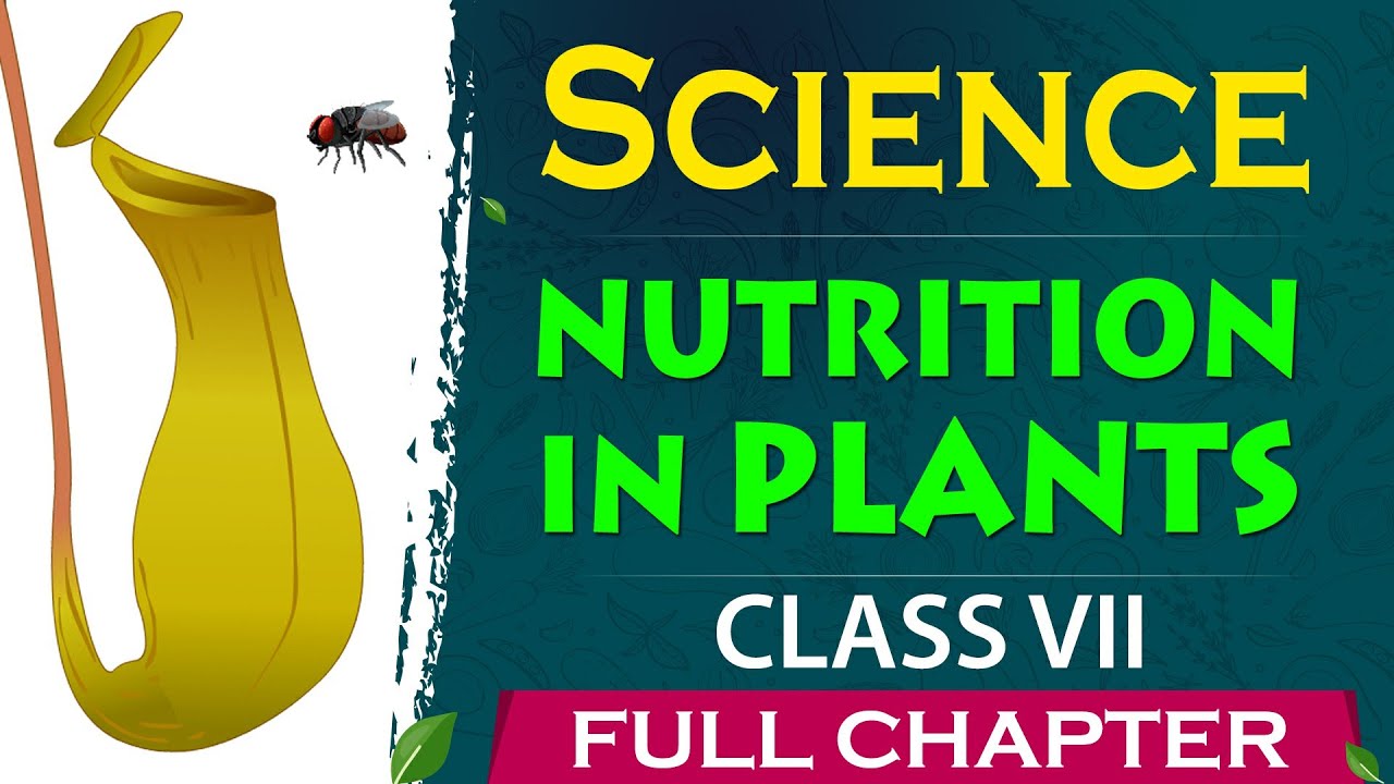 7th Nutrition in plants Full Chapter | class 7 science |CBSE 7th ...