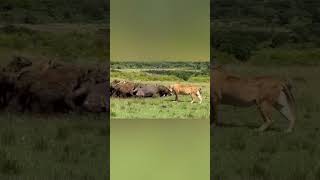 hyenas vslion #wildliferescue #wildlife #leopard #shortfeed #naturedocumentary #documentary #nature
