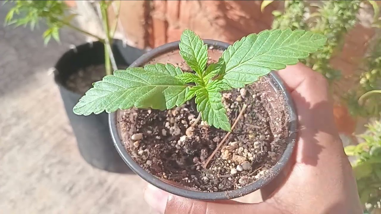 ATUALIZAÇÃO ANTES DA COLHEITA 