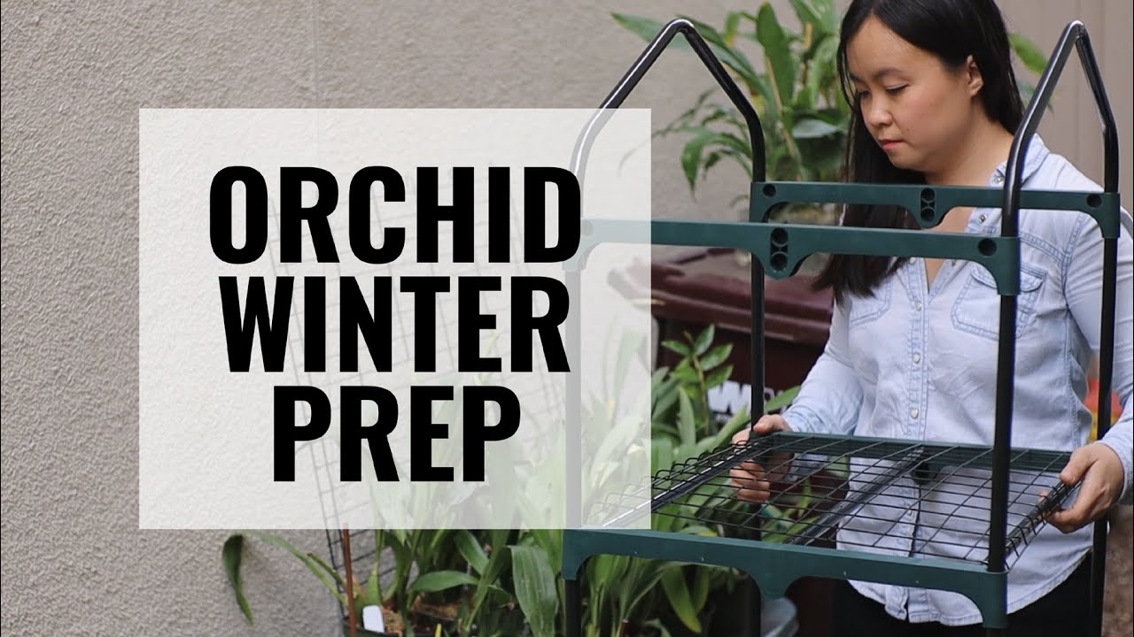 How to Prepare Orchids for Winter - Tips and Tricks to Keep Your Orchids Alive During the Wintertime