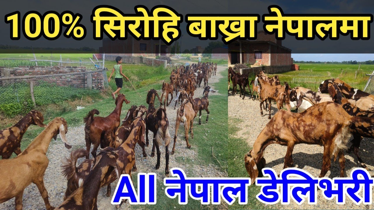 नेपालमै छ यति ठुलो सीरोहि बाख्रा फार्म जहाँ सय भन्दा धेरै बाख्रा   पालन गरियको छ