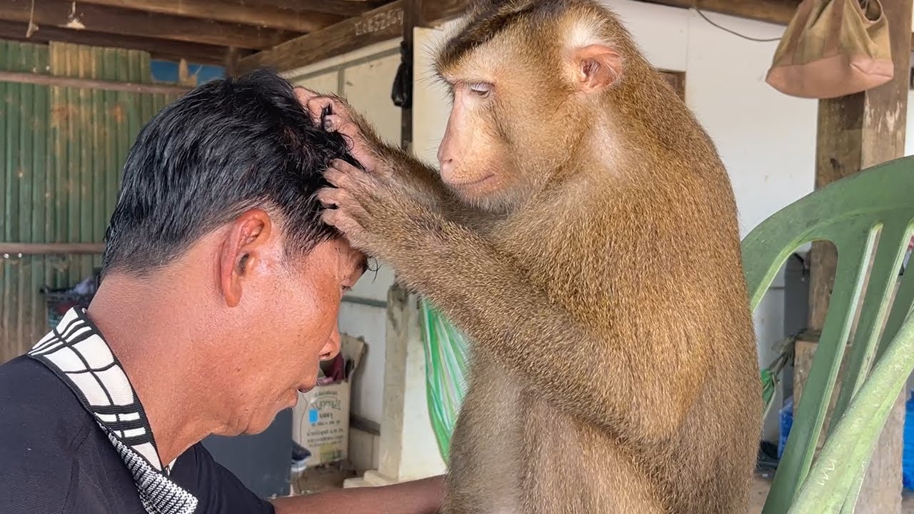 Monkey Tin Attentive Grooming To Reamove Granpa Dandruff