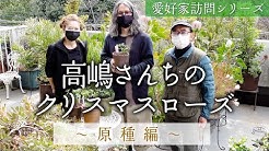 クリスマスローズ大好き 野々口稔の園芸ノート Youtube