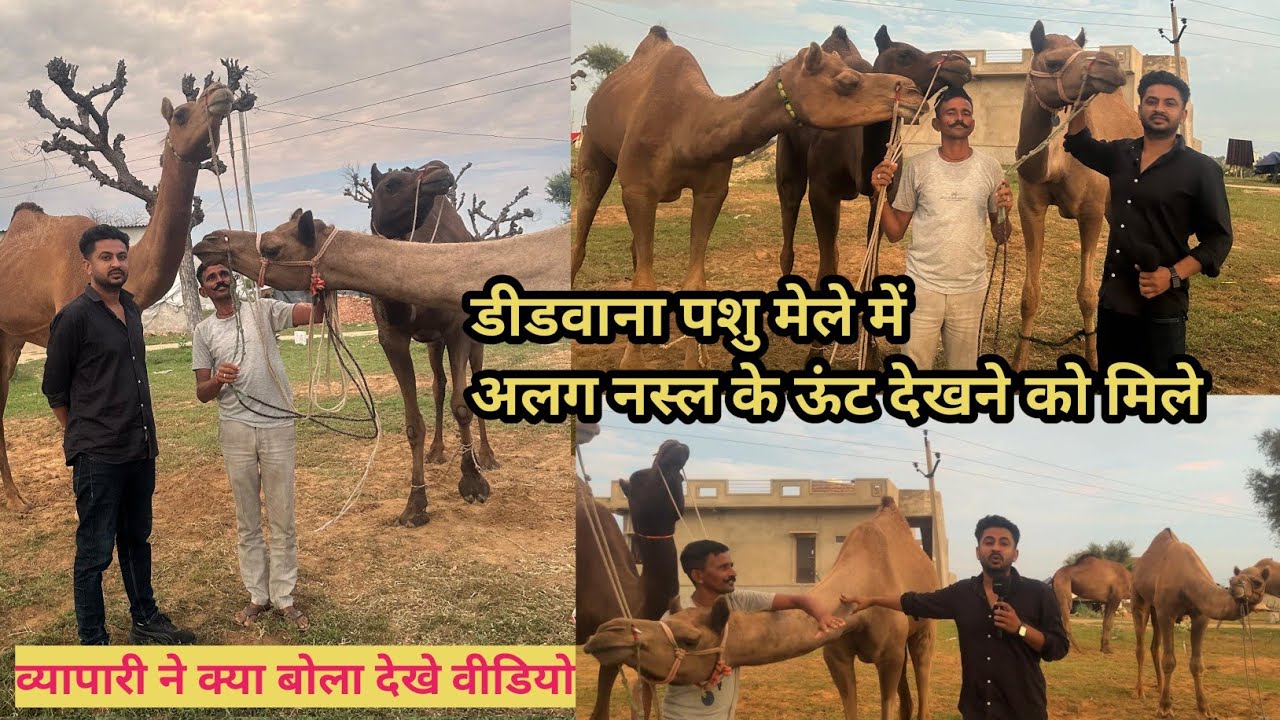 डीडवाना पशु मेला 2025 || Didwana Pashu Mela 2025 || Didwana News || Noor Express || Animal Fair 2025