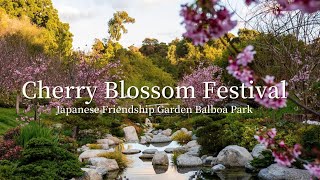 Cherry Blossom (桜の花) Festival 2023 | Japanese Friendship Garden Balboa Park [4K UHD]