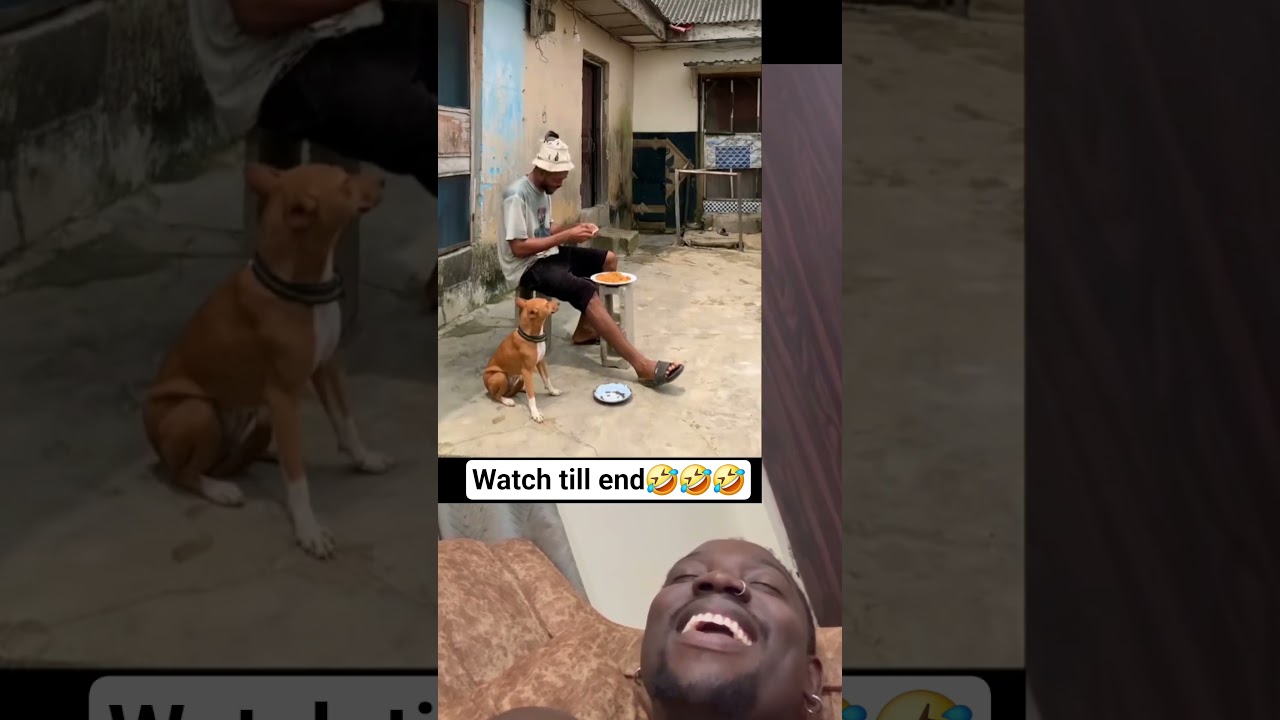 pls oo why the dog ran away from the food?#funny #comedy #fypシ゚viral #trendingvideo #youtubeshorts