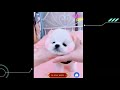 World most funny cute pets collection shorts