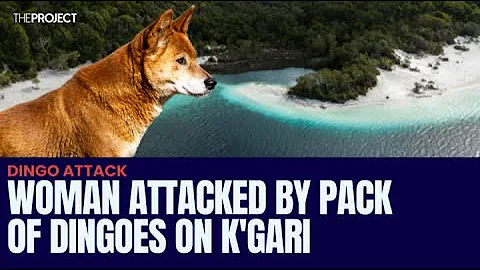 Woman Attacked By Pack Of Dingoes On K'Gari