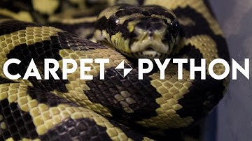 BEAUTIFUL Jungle Carpet Python!