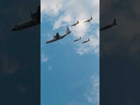 Majestic Display: Nigerian