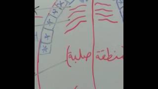 شرح المقدمة الجزرية : الدرس 5_ مخرج اللسان | أقسام اللسان وأقسام الحنك العلوي