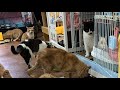 런치야 ~~나와서 놀자😁cat house🏠🫶