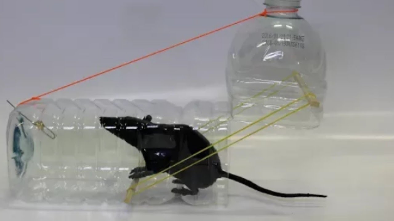 Modern methods of catching rats/Méthodes modernes de capture de rats/mouse trap new/The best way