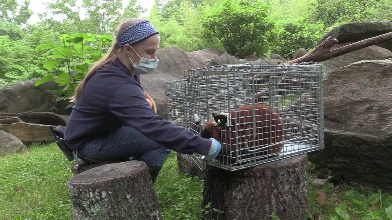 NC Zoo Uses Positive Reinforcement Training with Lemurs
