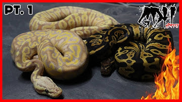 MY 2022 BALL PYTHON HOLDBACKS PART 1
