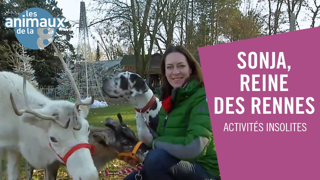 Sonja, reine des rennes - Les Animaux de la 8