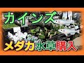 ビオトープ【水草購入】カインズ水草大公開