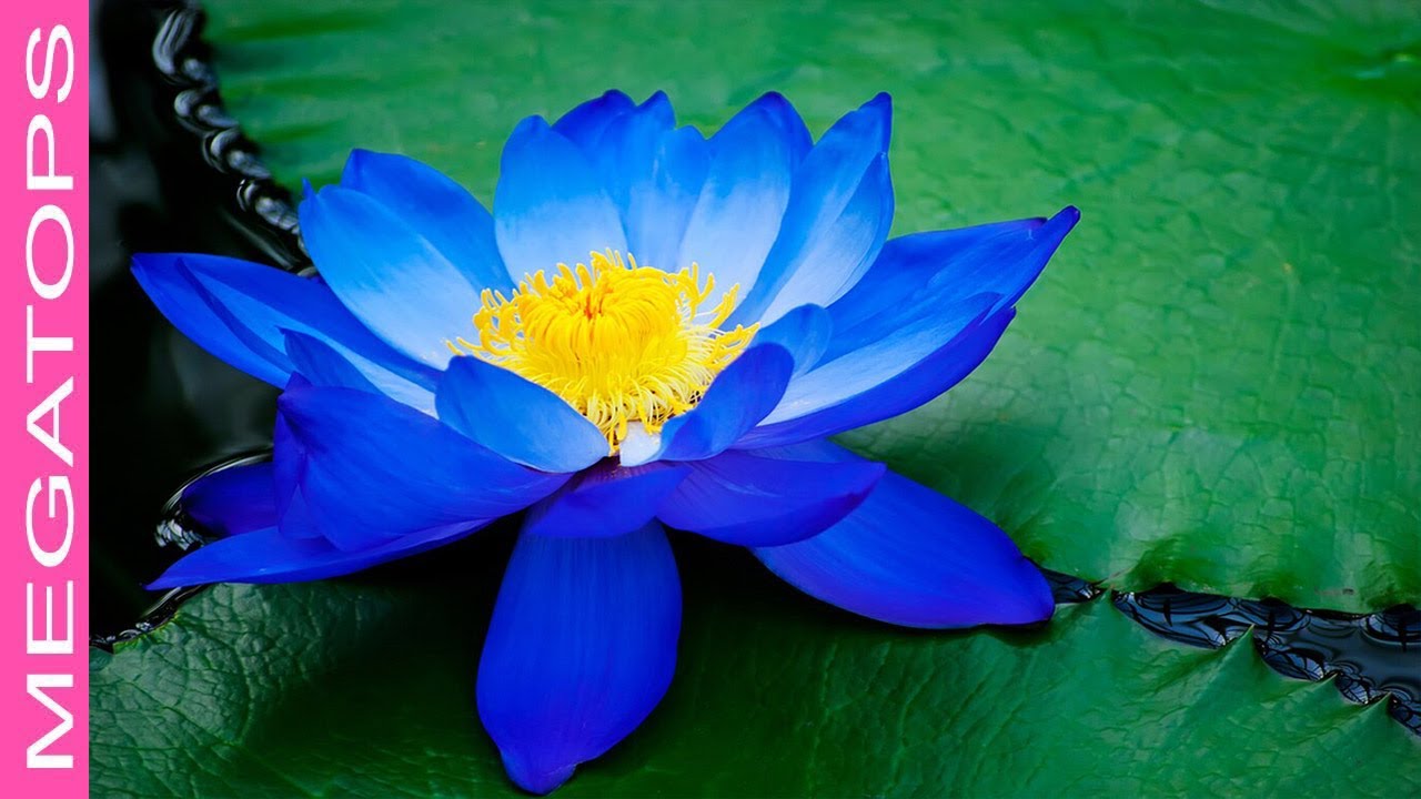 10 Flores Azules Más Increíbles - YouTube