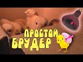 ПРОСТОЙ БРУДЕР ДЛЯ ЦЫПЛЯТ СВОИМИ РУКАМИ ♥