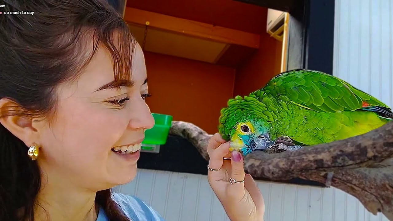 Maya hangs out with Siren and Mia at Alveus