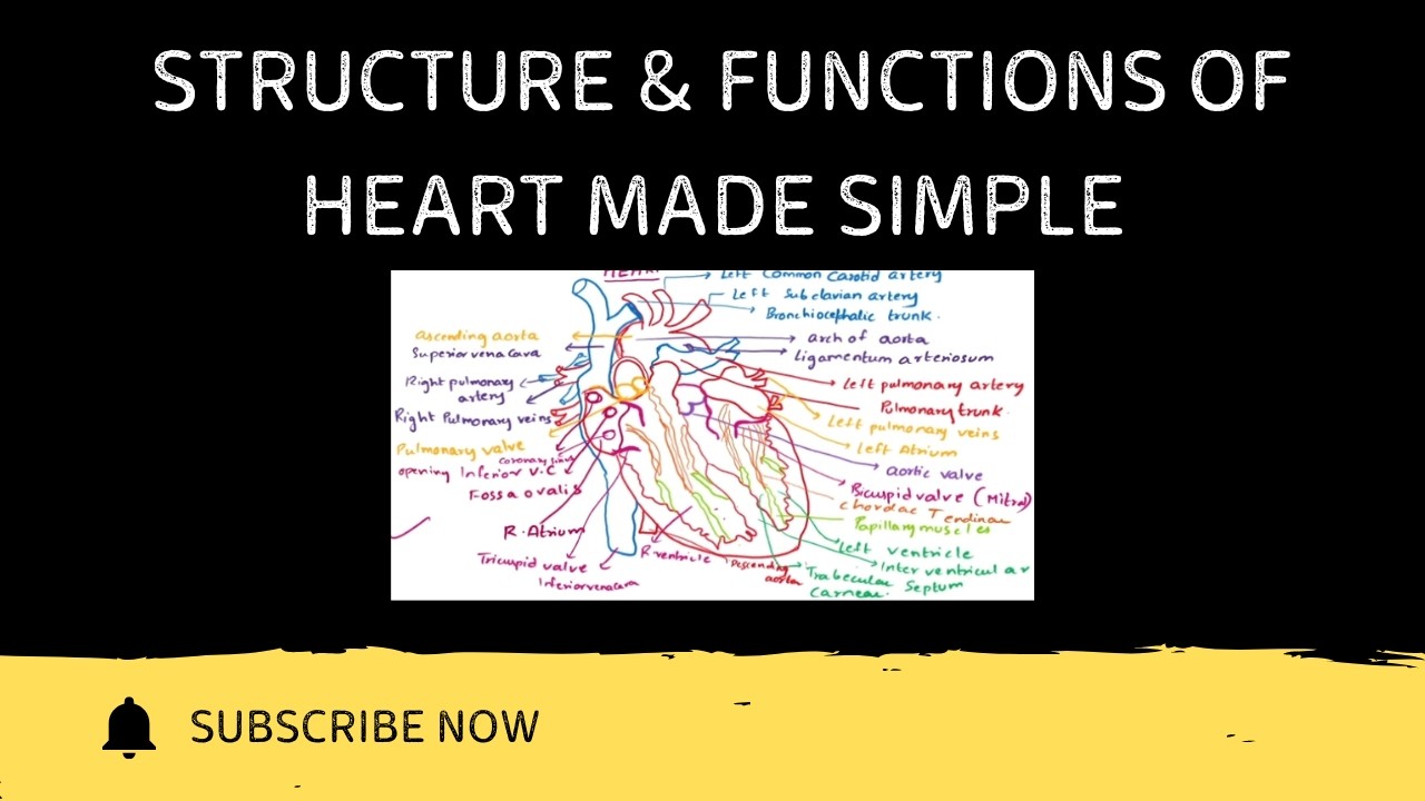 Structure & Functions of Heart | Labelled Diagram Step by Step | One Function Each | HAP-1