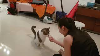 Twotwo Twotile The Cat - Patience And Positive Reinforcement..