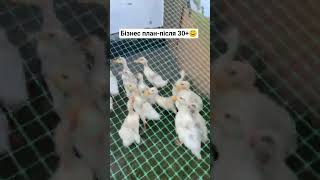 #шортс#юмор#приколи#гумор #жарти #топ #село #tiktok#sorts#ютуб#сімх#