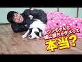 ワンちゃんと一緒に寝ちゃダメって本当?