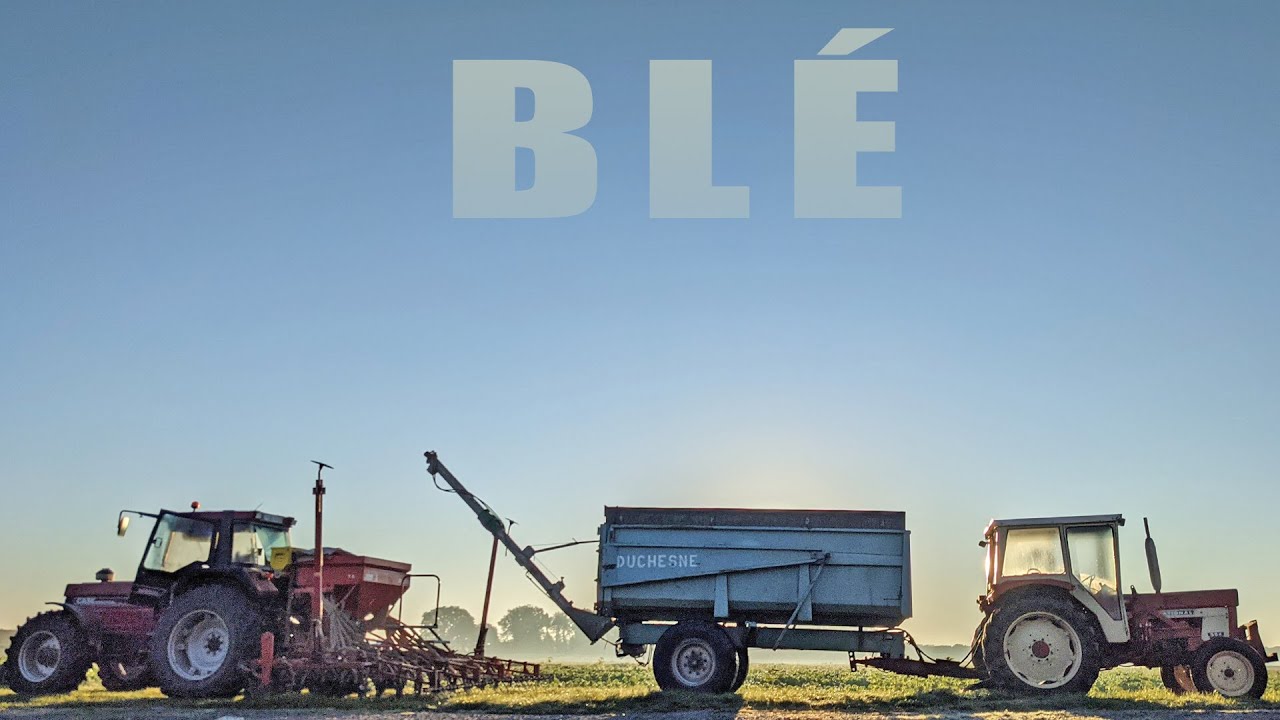 Des semis de blé en bonnes conditions - 2021