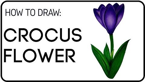 How to draw and color a Crocus Flower - Spring Blooming Flowers