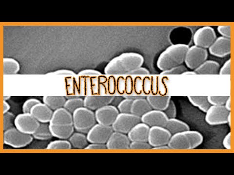 Enterococcus (E. Faecalis & E. Faecium)