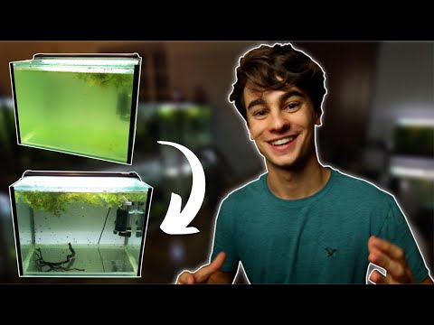 How to Fix Green Water in an Aquarium (Easiest and Cheapest Method)