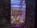 Koleksi boneka labubu lucu di mesin capit 🎃 #bermain #labubu #cocomelon #roblox #shortvideo #fyp
