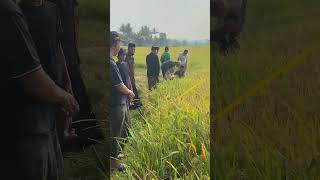 Persiapan Panen Raya Padi Organik