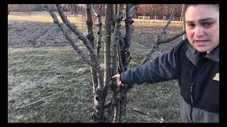 Purdue Extension Area V ANR Plant Tips: Fruit Tree Pruning