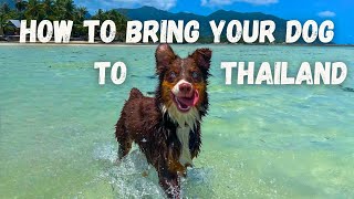 How To Bring Your Dog To Thailand | StepByStep Process | Cost, Checklists, Requirements, etc