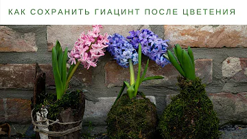 КАК СОХРАНИТЬ ГИАЦИНТ ПОСЛЕ ЦВЕТЕНИЯ