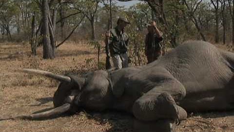 Dangerous Game Series 2009 Product Overview from Hornady®