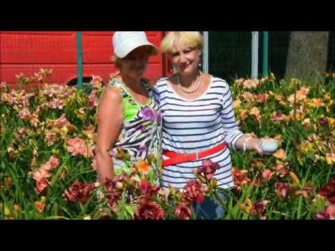 Video: Daylily O Hemerocallis