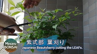 紫式部 Youtube