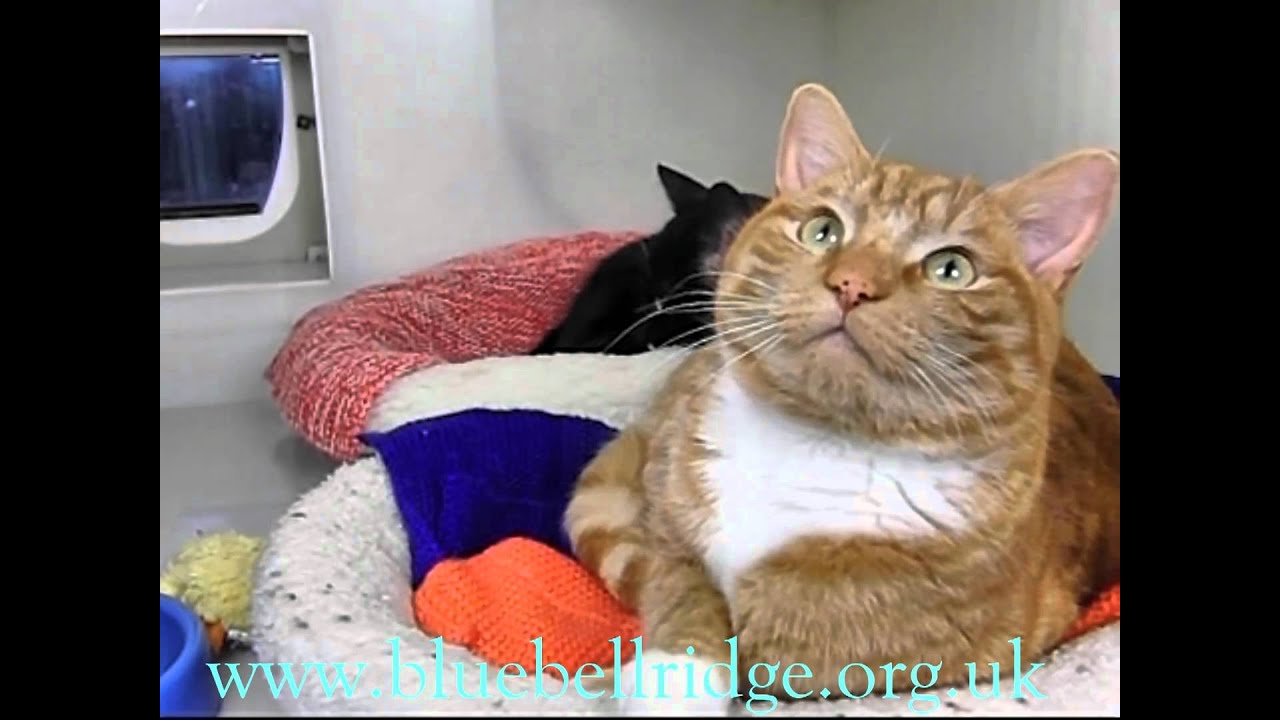 bluebell ridge rspca cats home