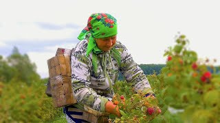 HOW PEOPLE LIVE IN THE MOUNTAINS: PICKING FRUITS AND MAKE SWEETS