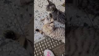 Cats- two brothers play fighting#shert