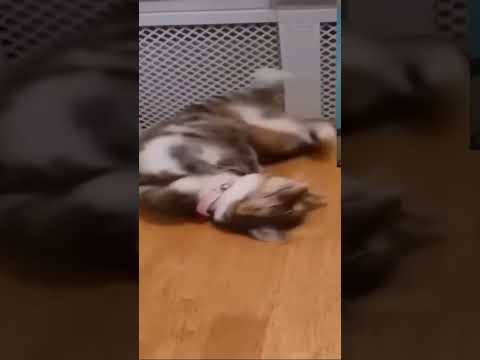 Https M Youtube Com Watch V V3BLwUViAnA T 240s Funny Animals Reaction Video Reactionvideo